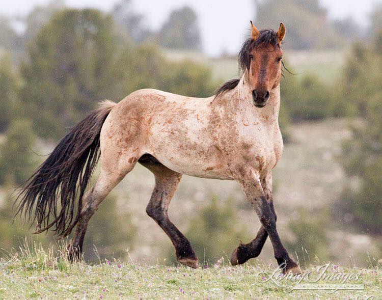 Wild Roan Stallion, Mescalero